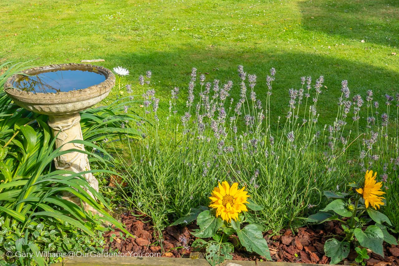 Our stone birdbath at the edge of our Provencal bed within our garden