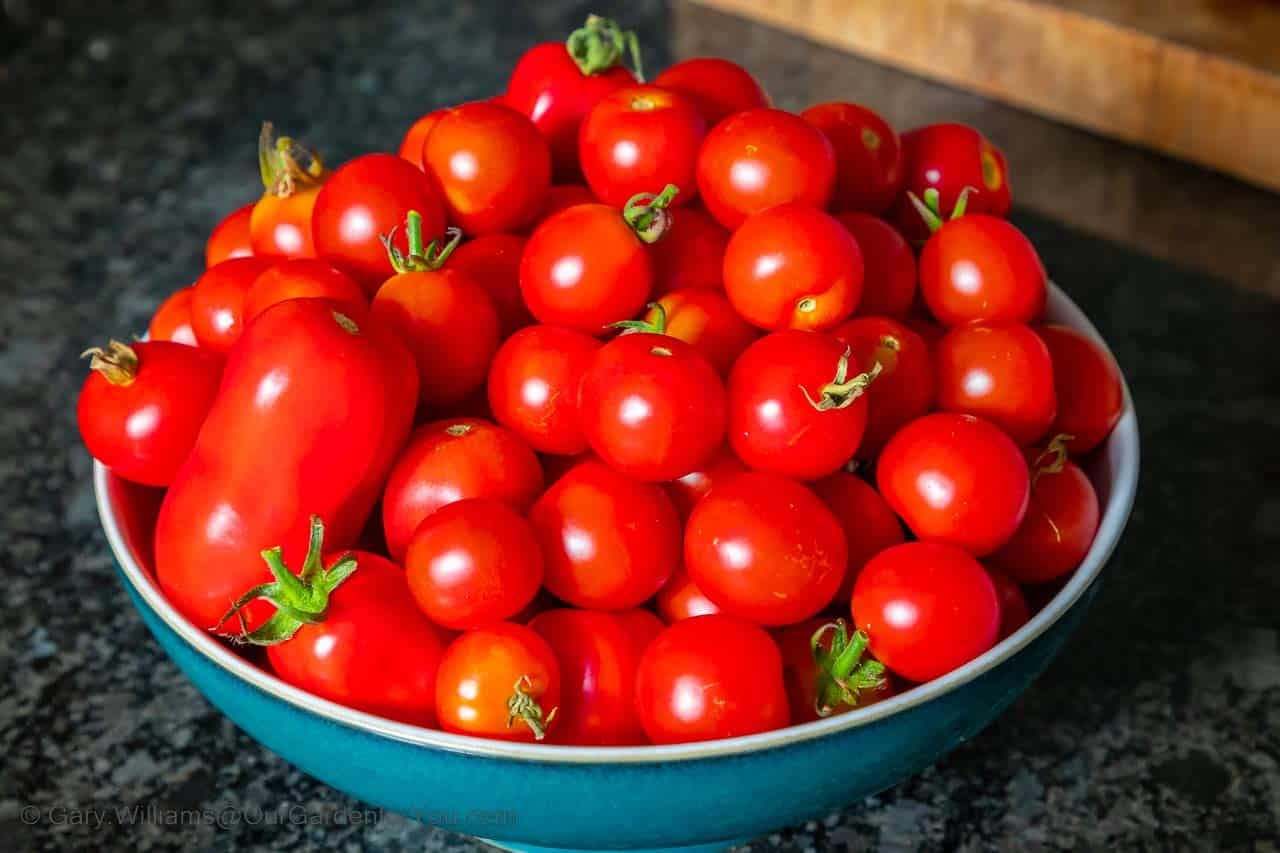 A bowl of fully ripe homegrown tomatoes from our garden