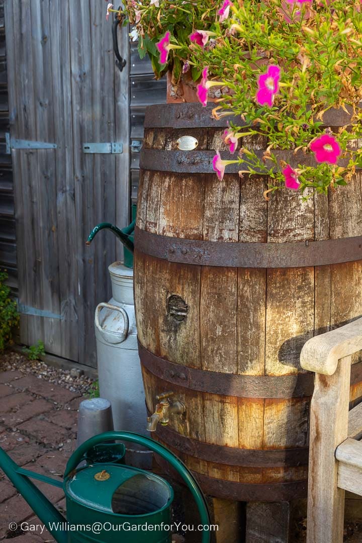 Our oak barrel water butt between the shed and the bench on our courtyard patio.