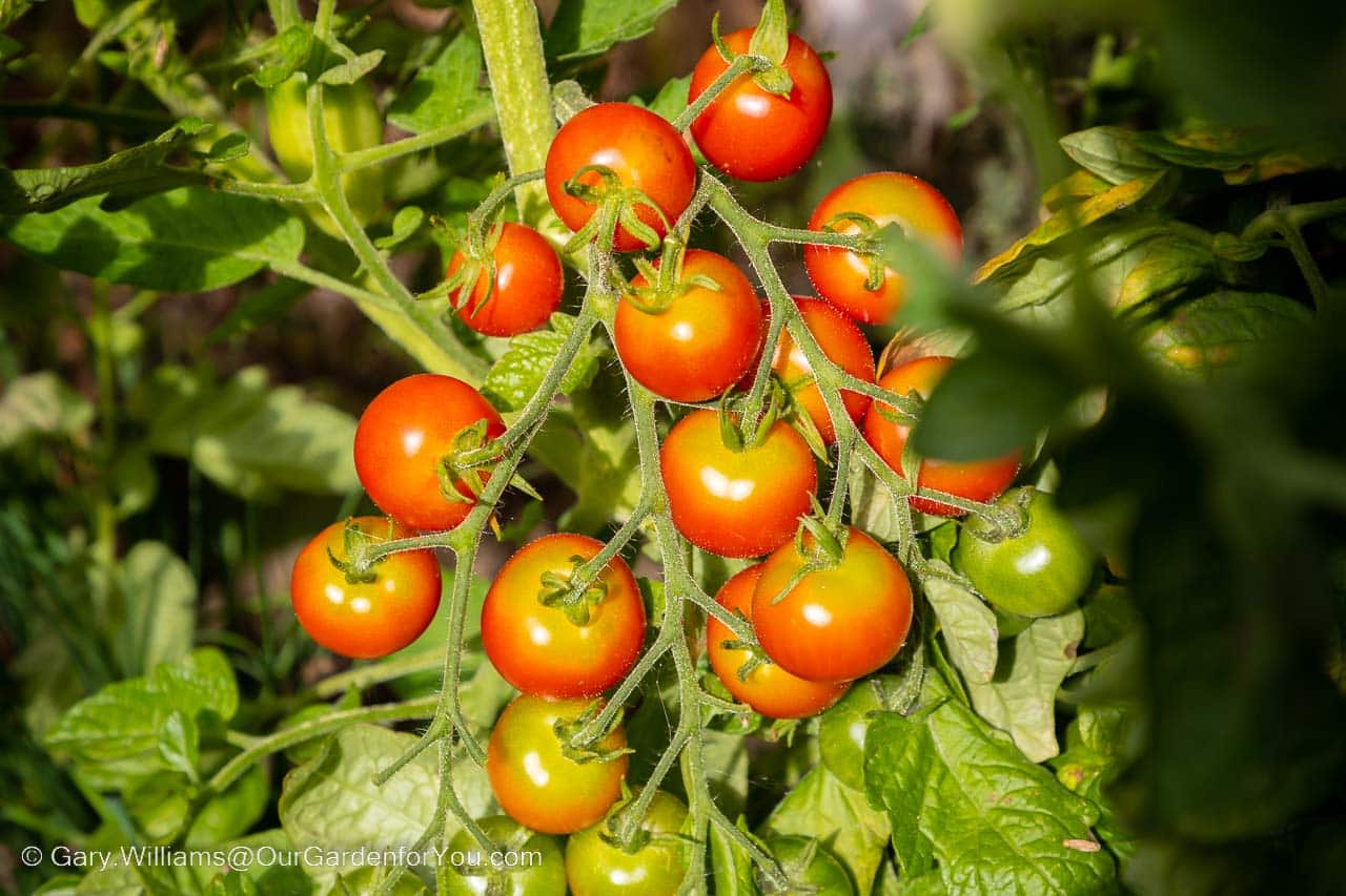 A bunch of ripening tomatoes growing on the vine on the edge of the courtyard patio.