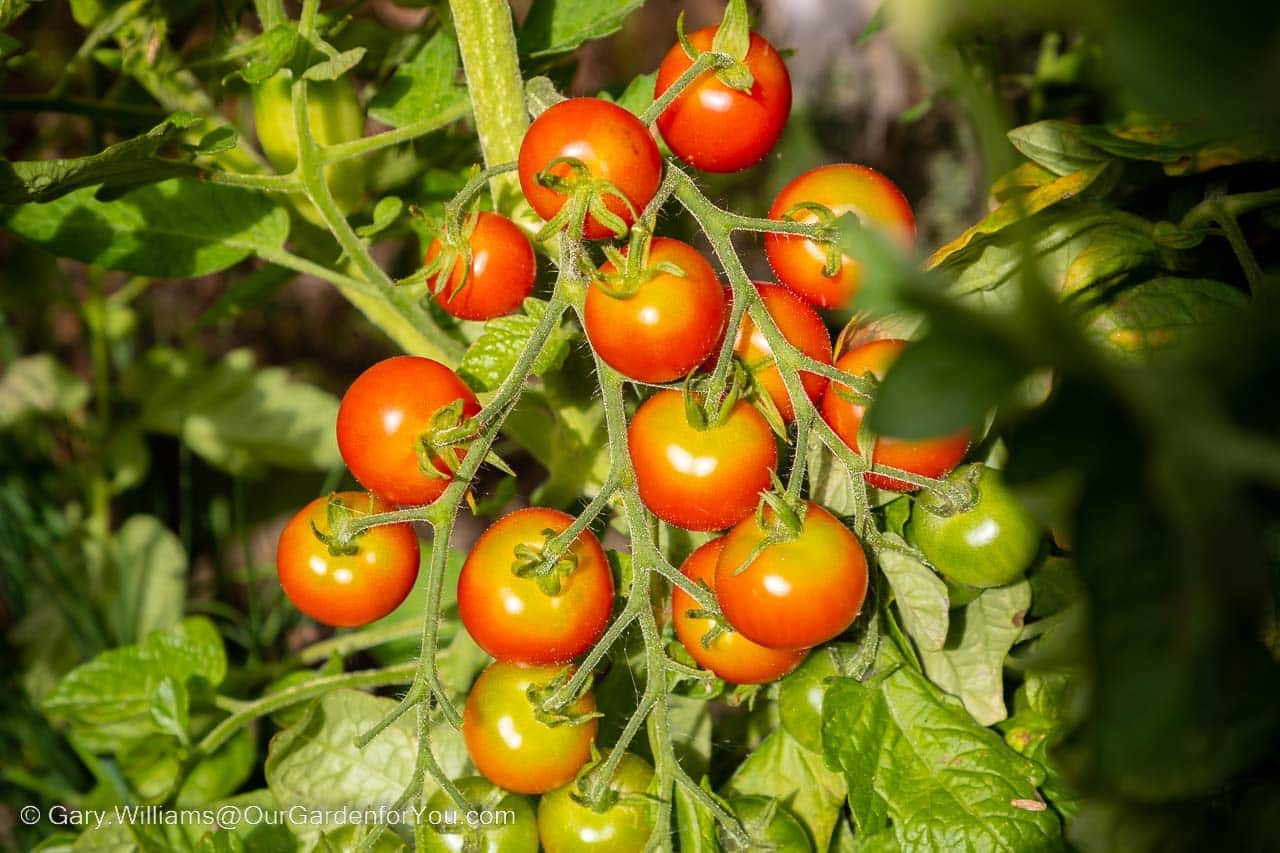 A bunch of ripening tomatoes growing on the vine on the edge of the courtyard patio.