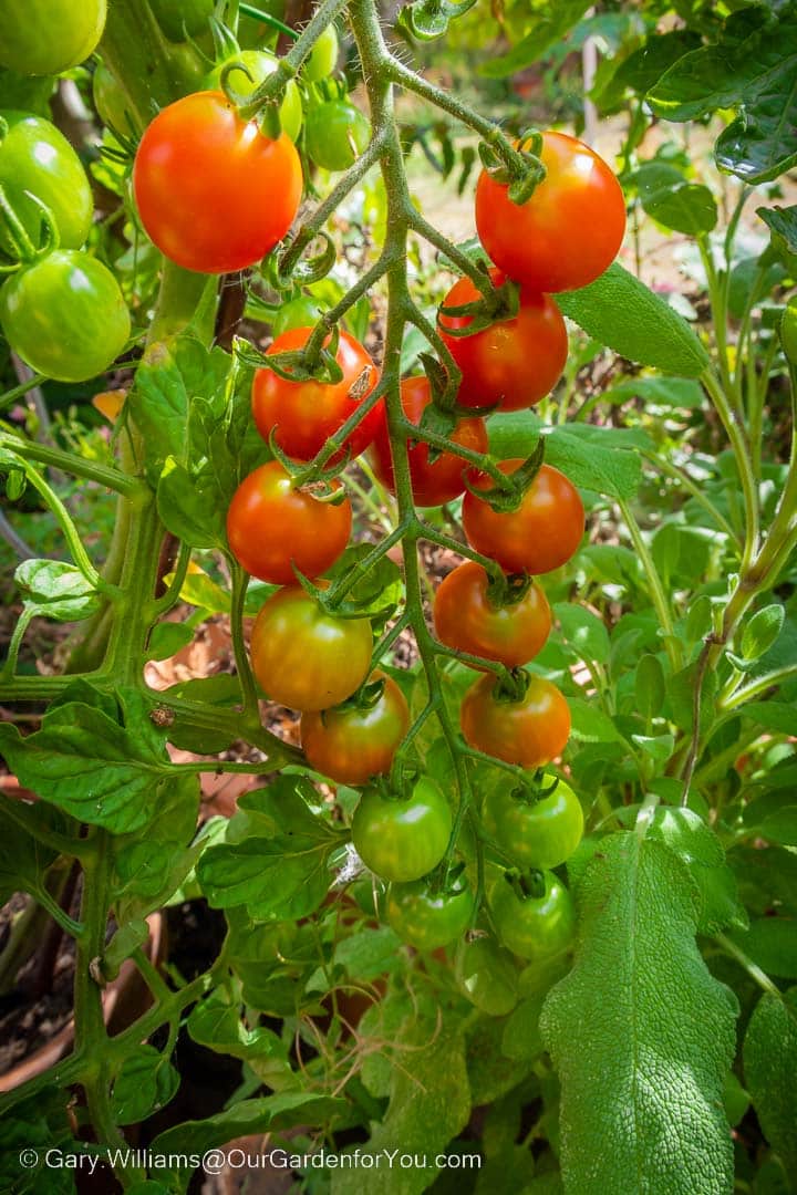 ‘Sweet Million’ F1 Hybrid tomatoes hanging on the vine within our herb patch