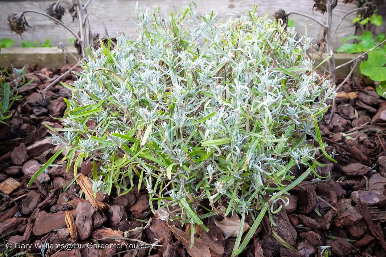 A close-up of our freshly pruned Lavender Munstead in our Provence bed