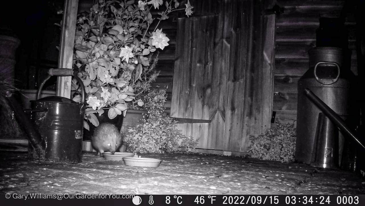 A still of a hedgehog from our trail camera