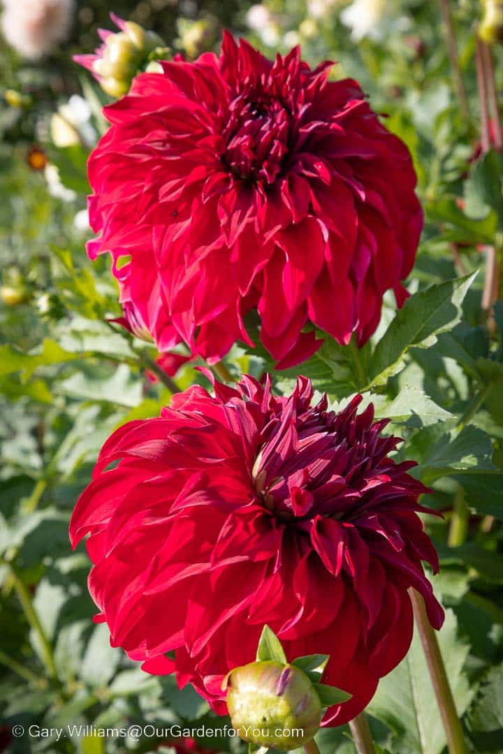 A close-up of two red Pom-Pom Dahlia flowers in the RHS Garden Wisley