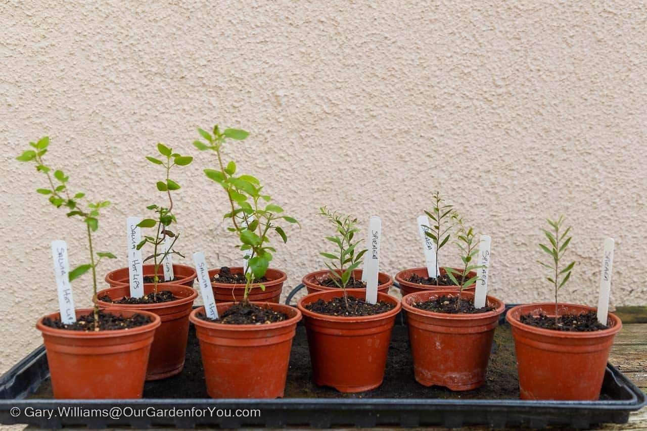 Small pots containing our cuttings of Salvia and Spiraea growing on in our garden frame