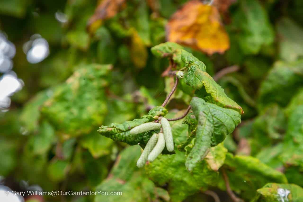 An out-of-season contorted catkin on the contorted hazel tree in our garden