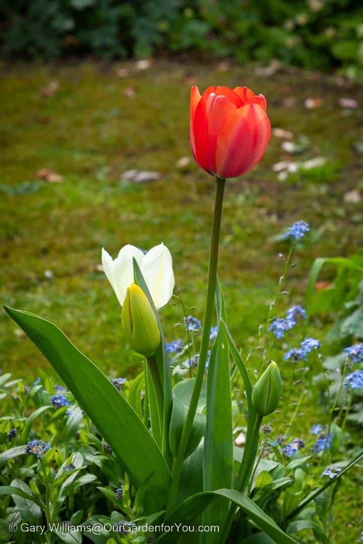 A red and a white tulips growing in our garden in spring