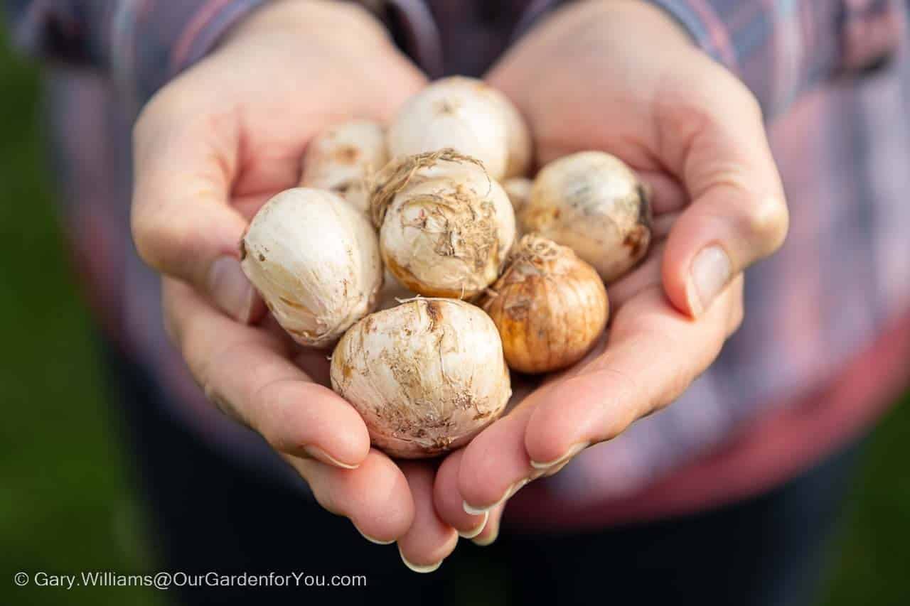 Hands clasped with a selection of the first bulbs order for planting for 2023 displays.