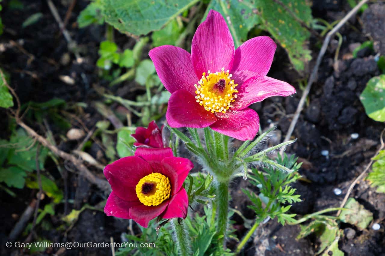 Two pink flowers on our young anemone plant in our cottage garden bed
