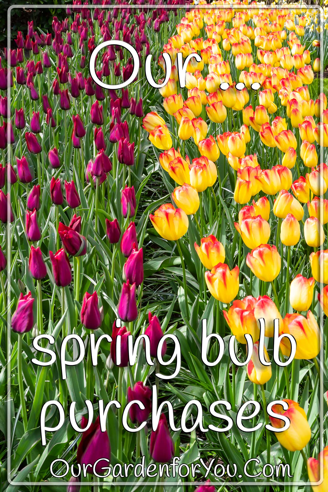 The pin image to our post - 'Our spring bulb purchases'
