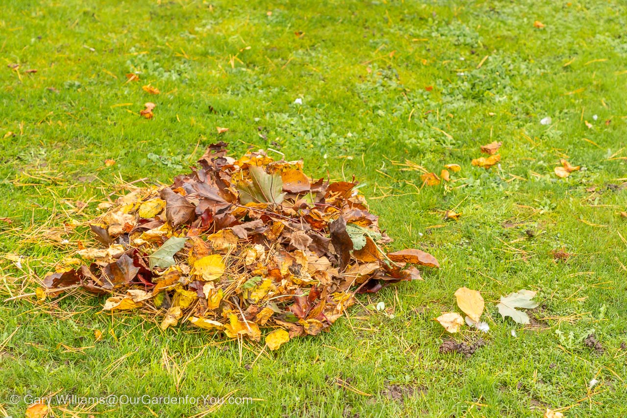 A pile of leaves raked into a pile on our lawn