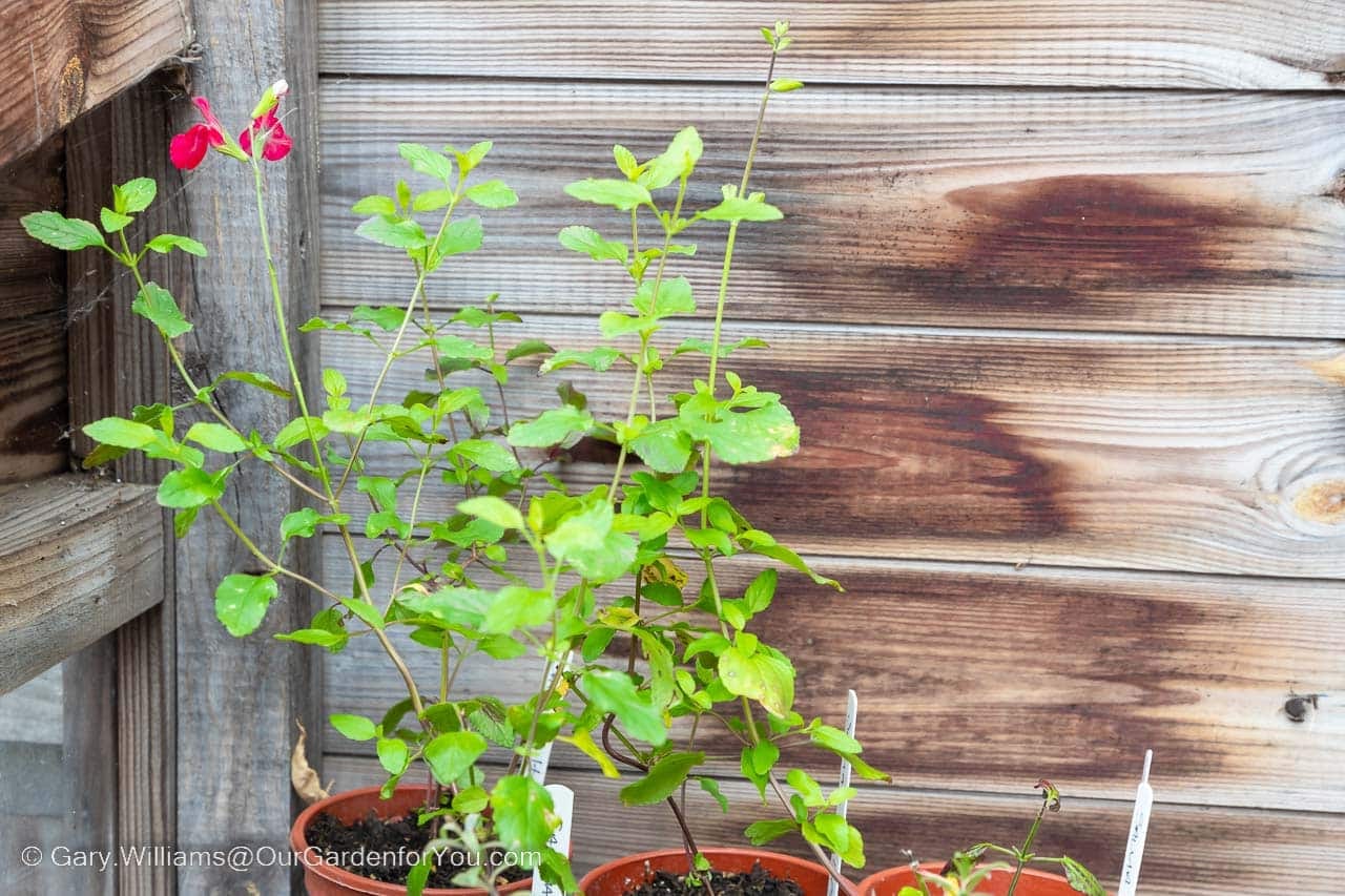 Our recent Salvia Hot Lips cutting has taken root and are now even flowering.