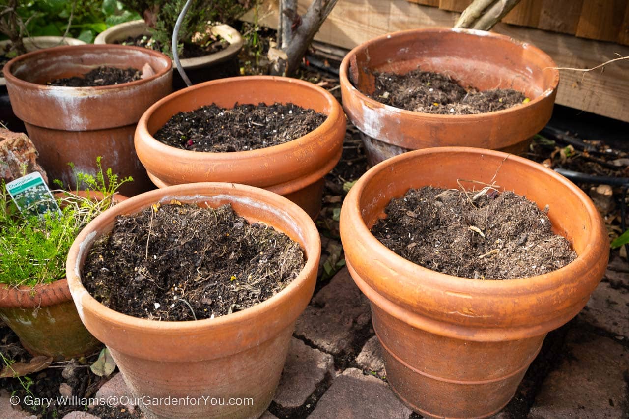 Empty terracotta pots that once held this season's homegrown tomatoes.