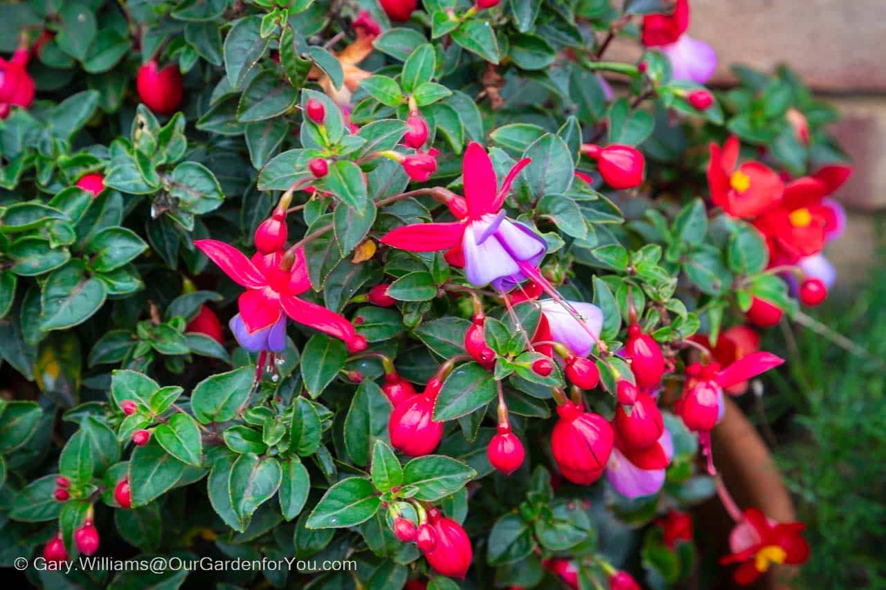 A red and purple fuchsia still flowering in November on our courtyard patio