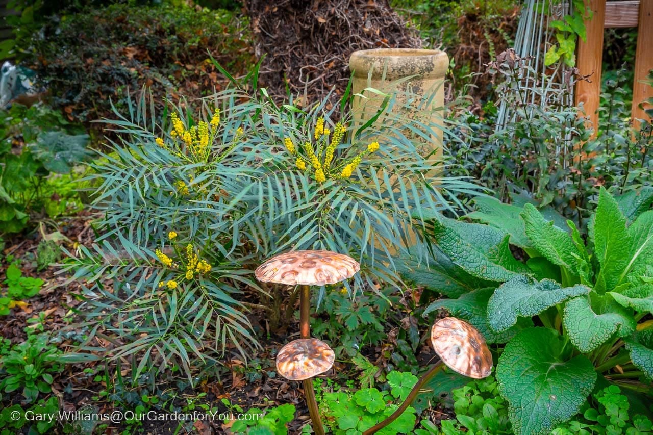 A Mahonia with yellow flowers in November in the lawn shady section of our garden