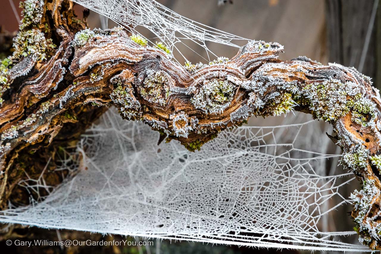 A frosty cobweb across an aged vine in our garden