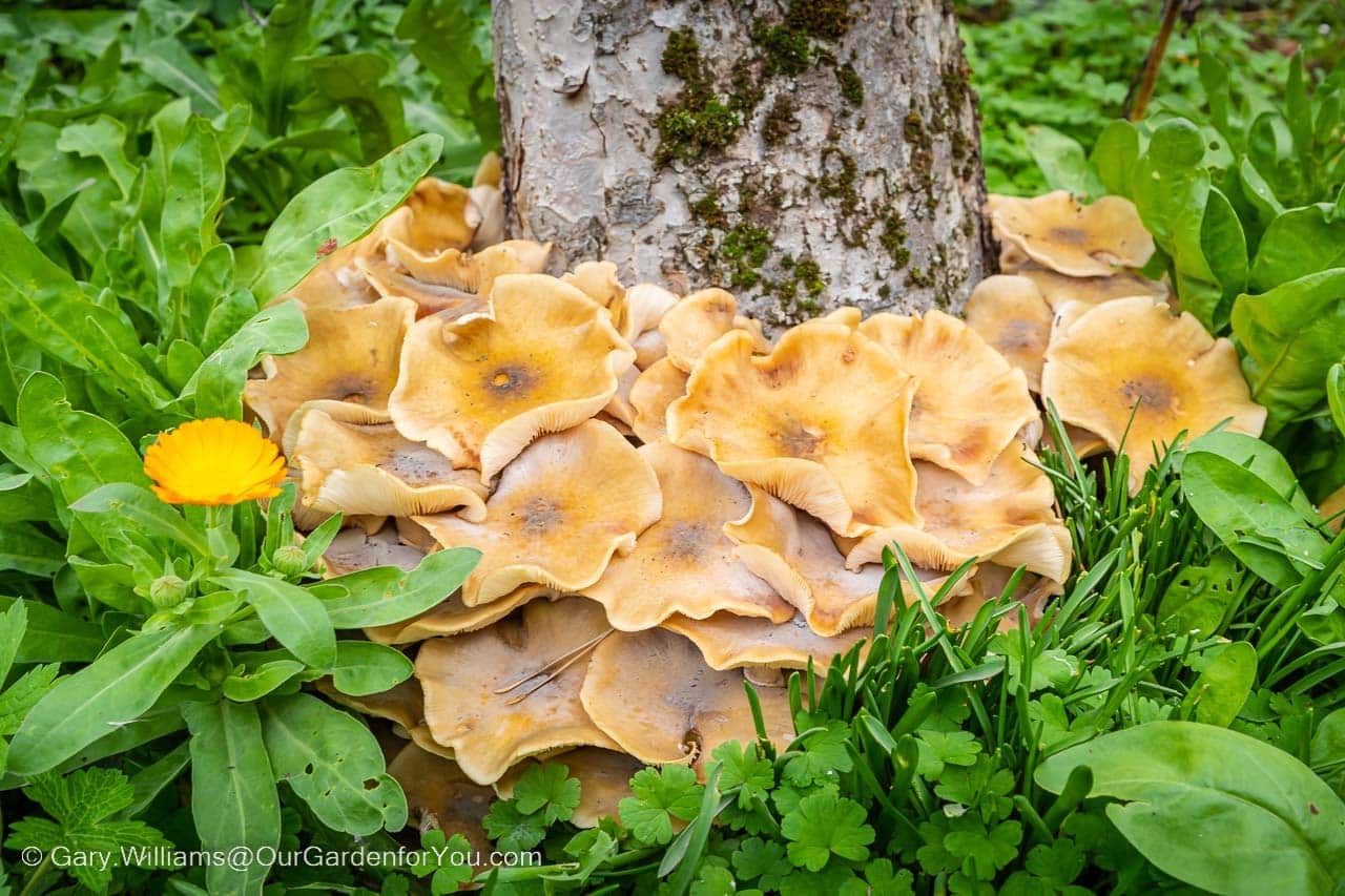 Mushrooms growing at the base of our deceased rowan tree in the autumn