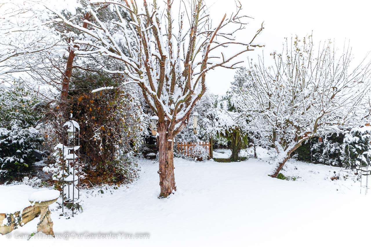 Our garden covered in snow