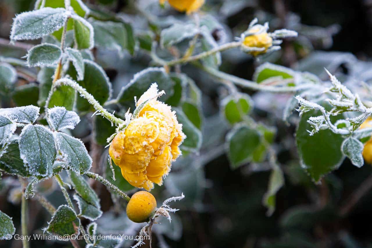 A yellow rose bush, glazed with a heavy frost in our garden during winter.