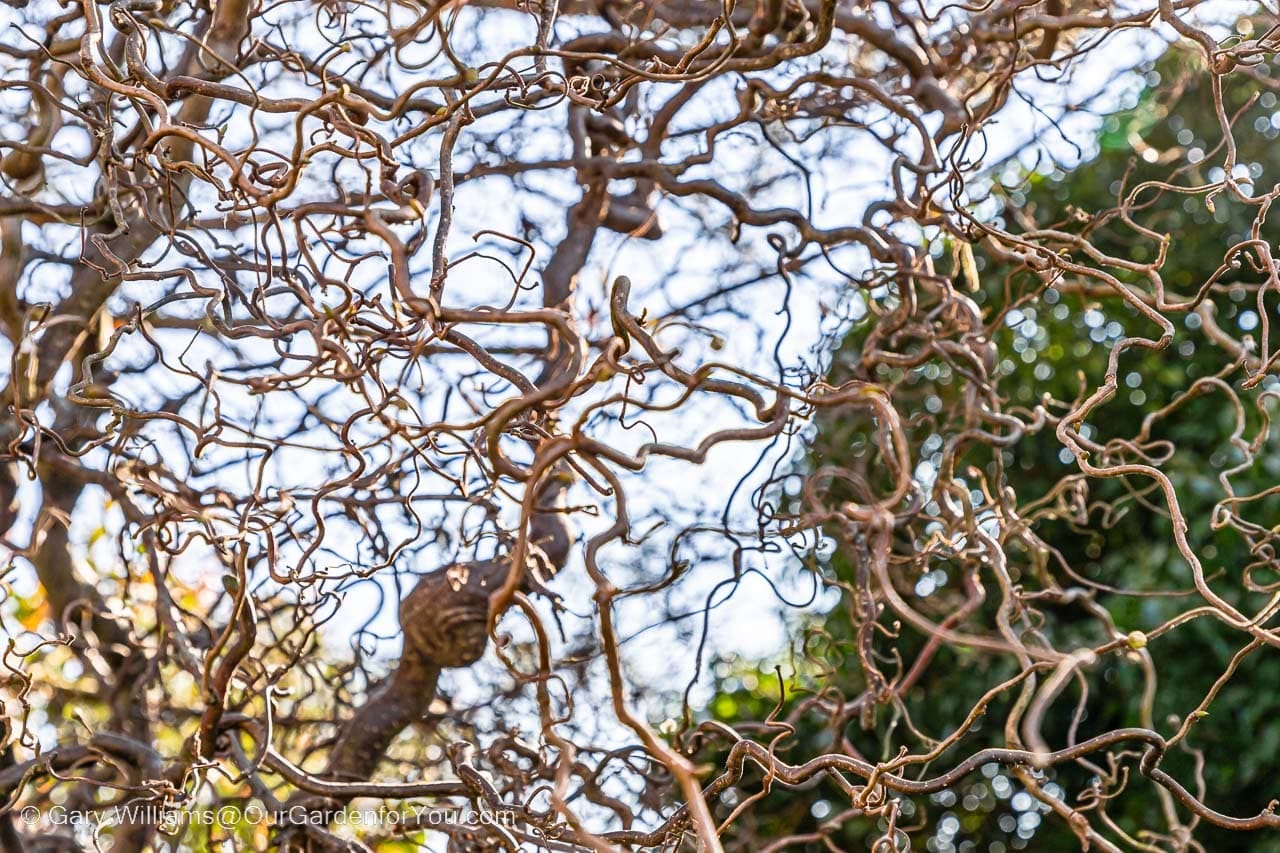 A look at the contorted hazel in late winter, prior to some winter garden maintenance to give it a prune back.