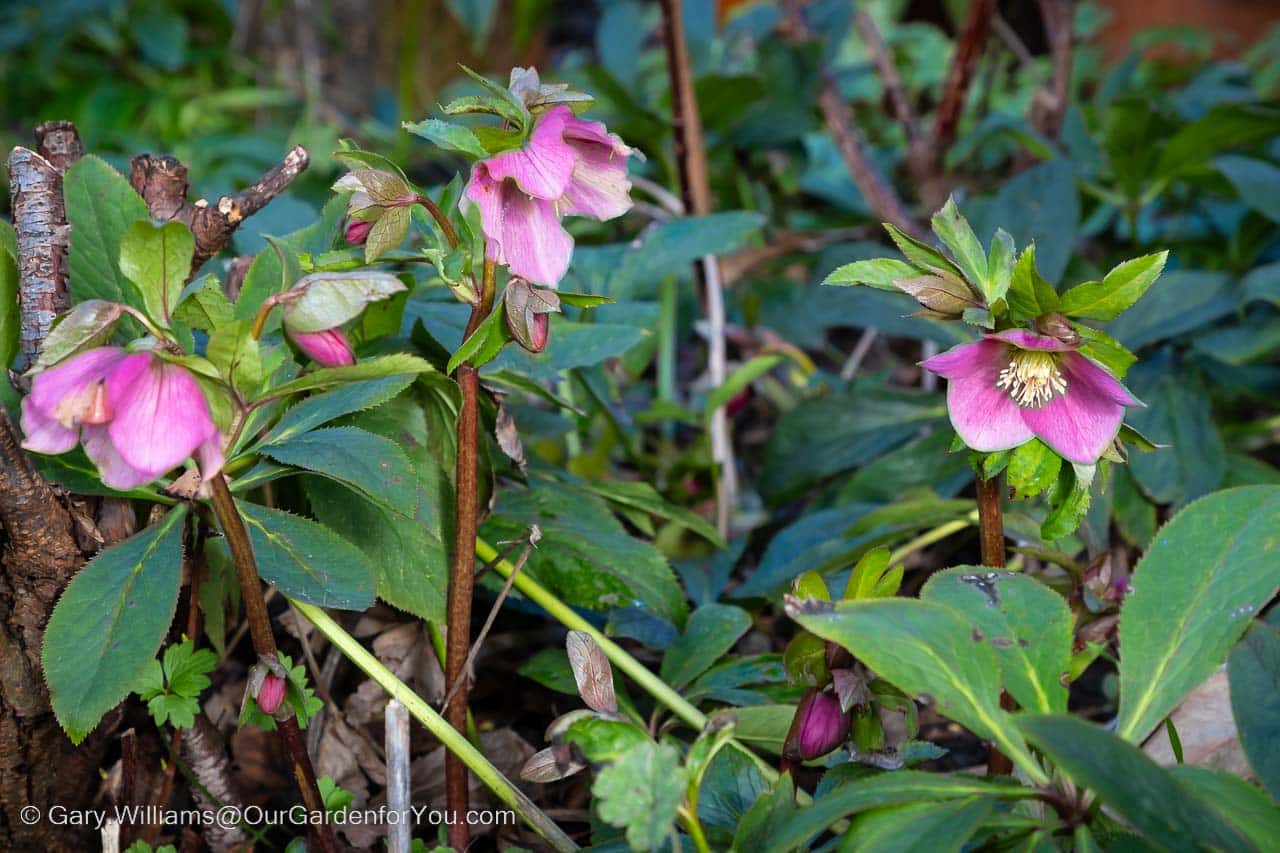 Purple flowering Hellebores in the garden on a sunny winter's day
