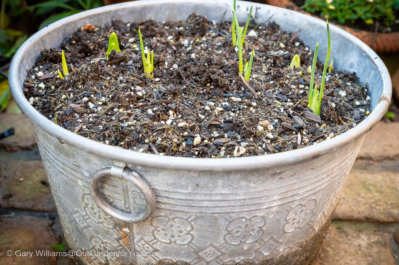 The green shoots of our spring flowering bulbs in a galvanised container on the patio of our garden