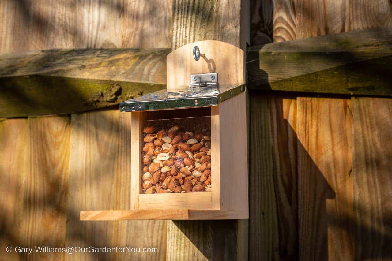 Our wooden squirrel feeder, filled with peanuts, attached to a fencepost in our garden