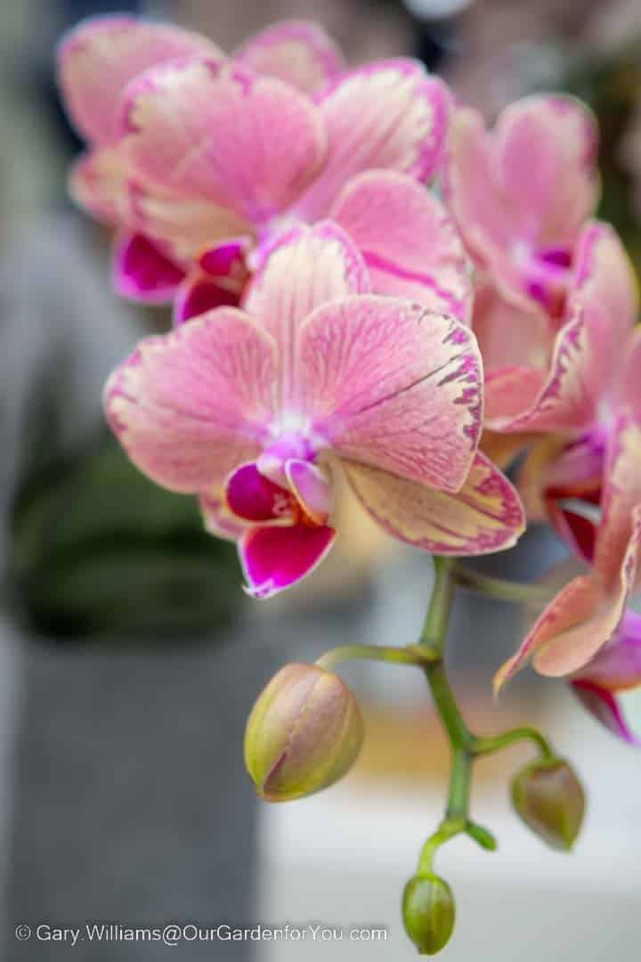 A close-up of a pink and white orchid in an enclosed garden in the keukenhof gardens