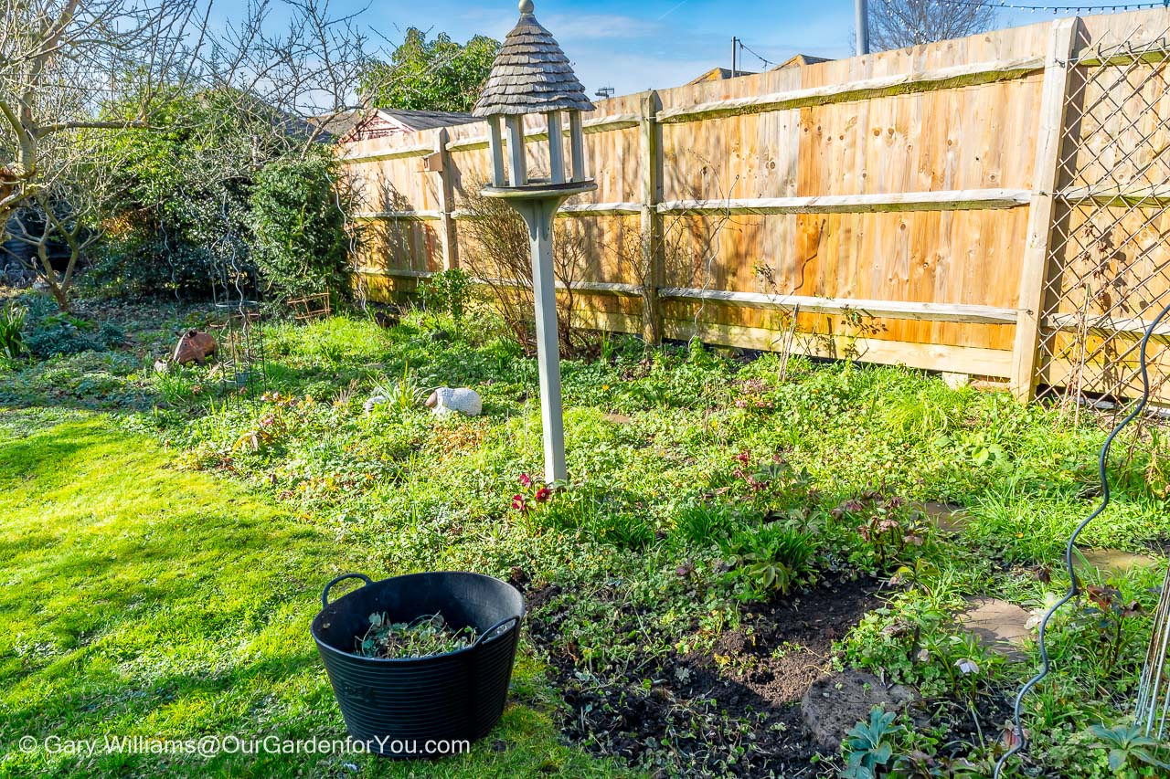 Featured image for “February 2023, Our Garden for You monthly roundup”