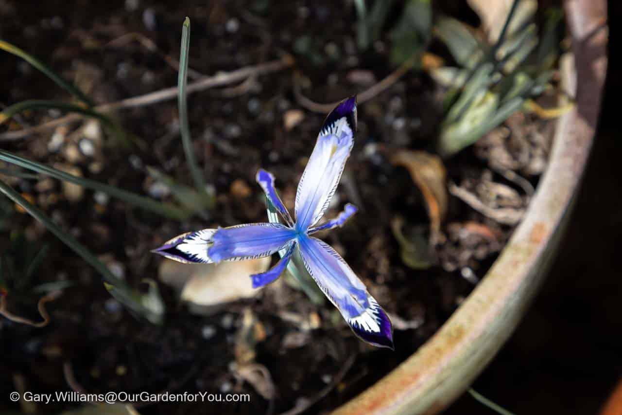 An ariel view of a love blue flowering iris in a pot on our patio garden in February