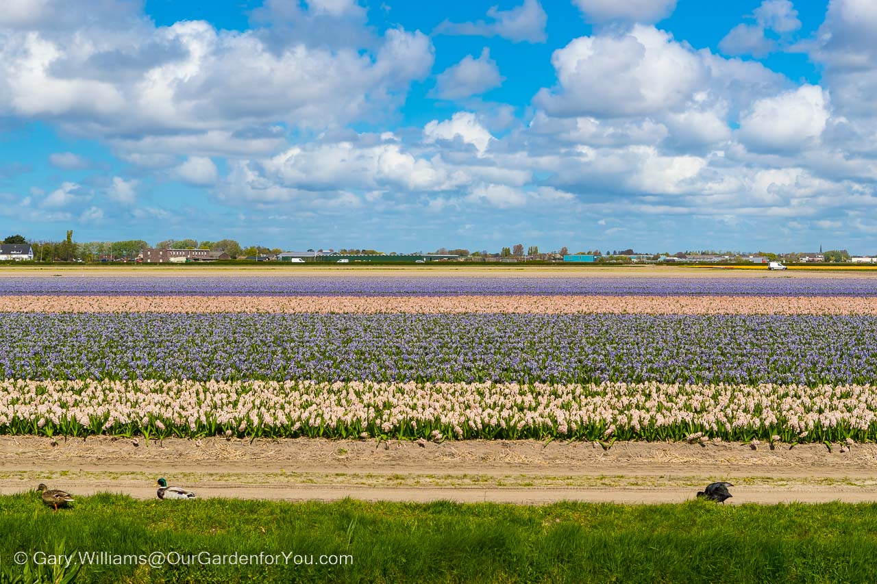 Horizontal bands of tulips growing in a large field, alternating from blush to lavender to pale pink and then purple all under white clouds in a blue sky