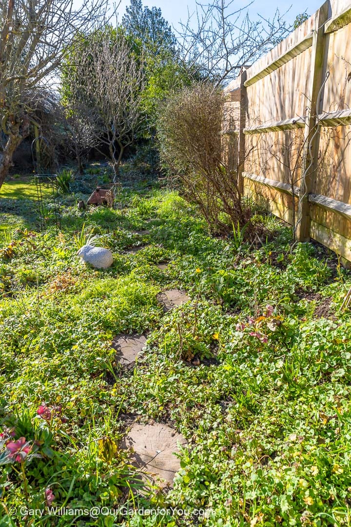 A view along the path of the cottage garden bed in february, where the unwanted geraniums have taken over