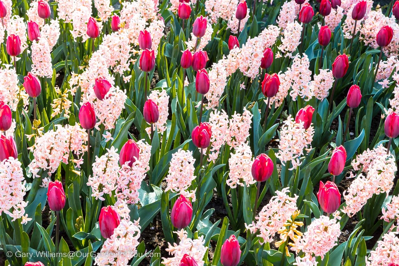 A bed of mixed pink hyacinths and plum-coloured tulips in keukenhof gardens, holland