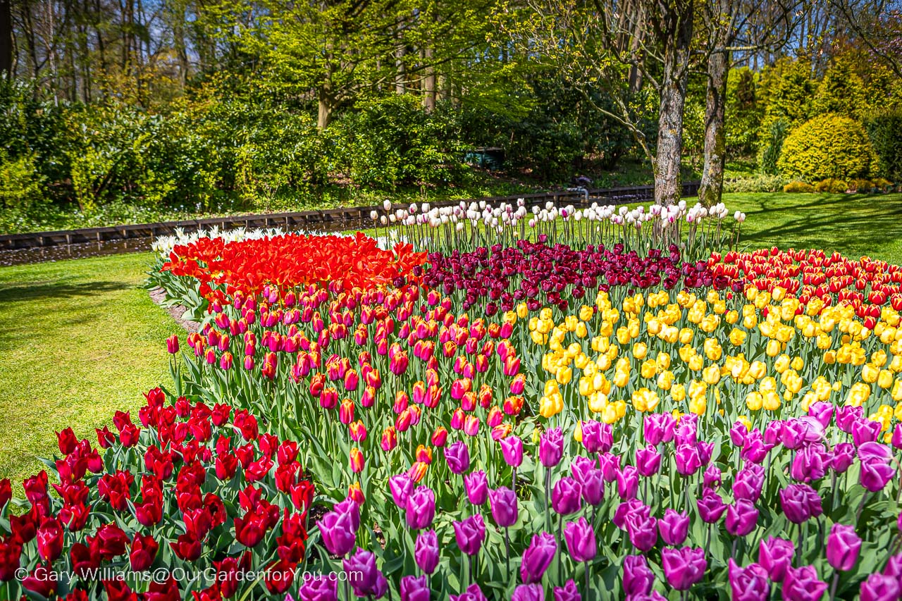 A flowing bed of tulips of all colours in a parkland scene within keukenhof gardens in holland