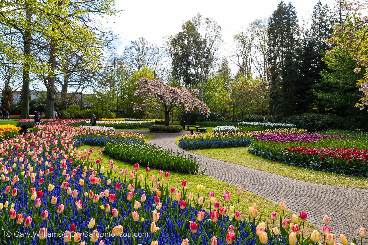 A stone path through the keukenhof gardens between mixed flowering beds of different colours tulips and hyacinths.