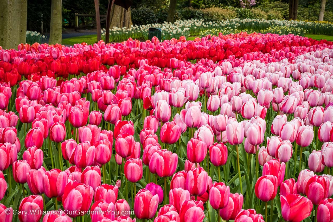 A bed of sweeping lines of tulips in shades of reds and pinks in the keukenhof gardens in the netherlands