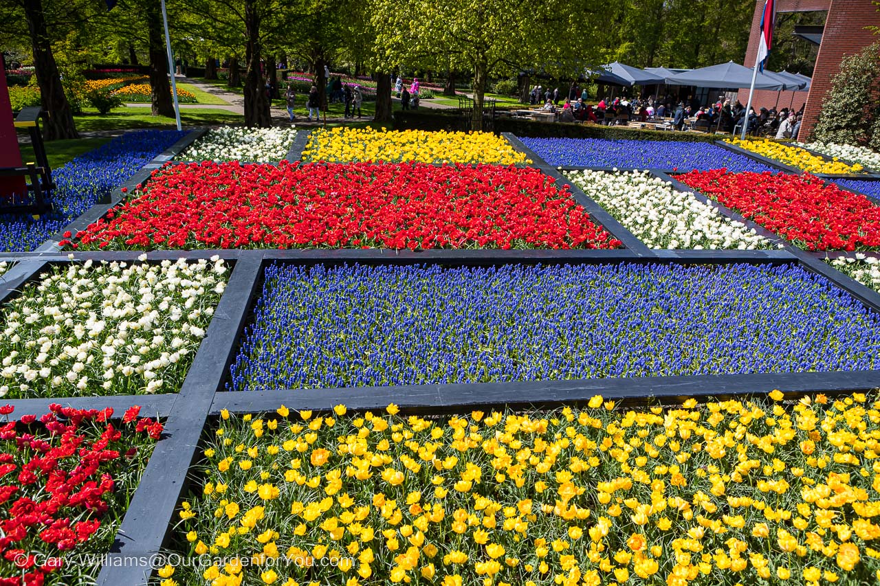 Flowering bulbs of bright primary colours laid out in a bed created in a mondriaan design in the keukenhof gardens in holland