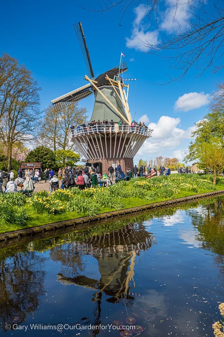 A traditional wooden Windmill reflected in a canal in the keukenhof gardens in holland