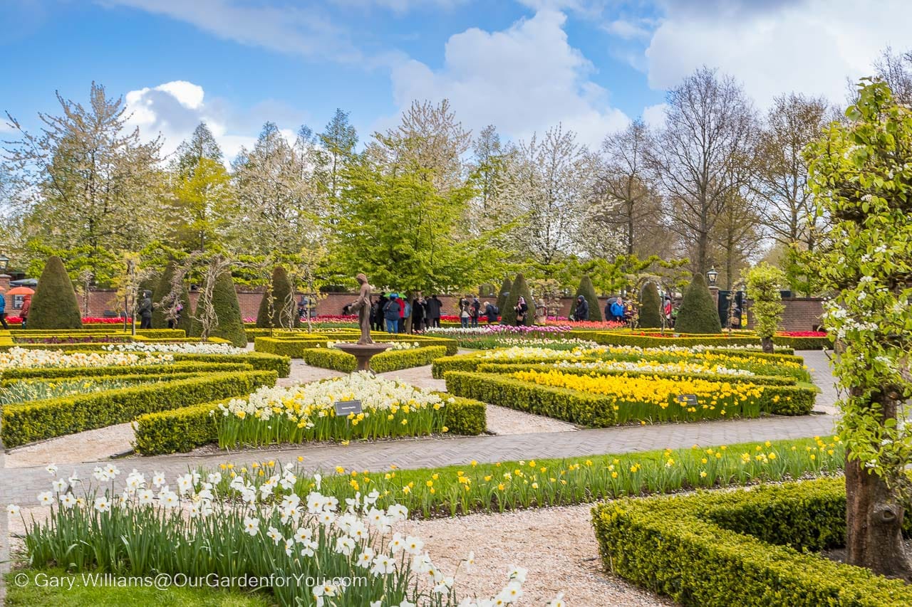 Shaped flower borders, lined with boxus, and filled with daffodils and mixed narcissus spring planting