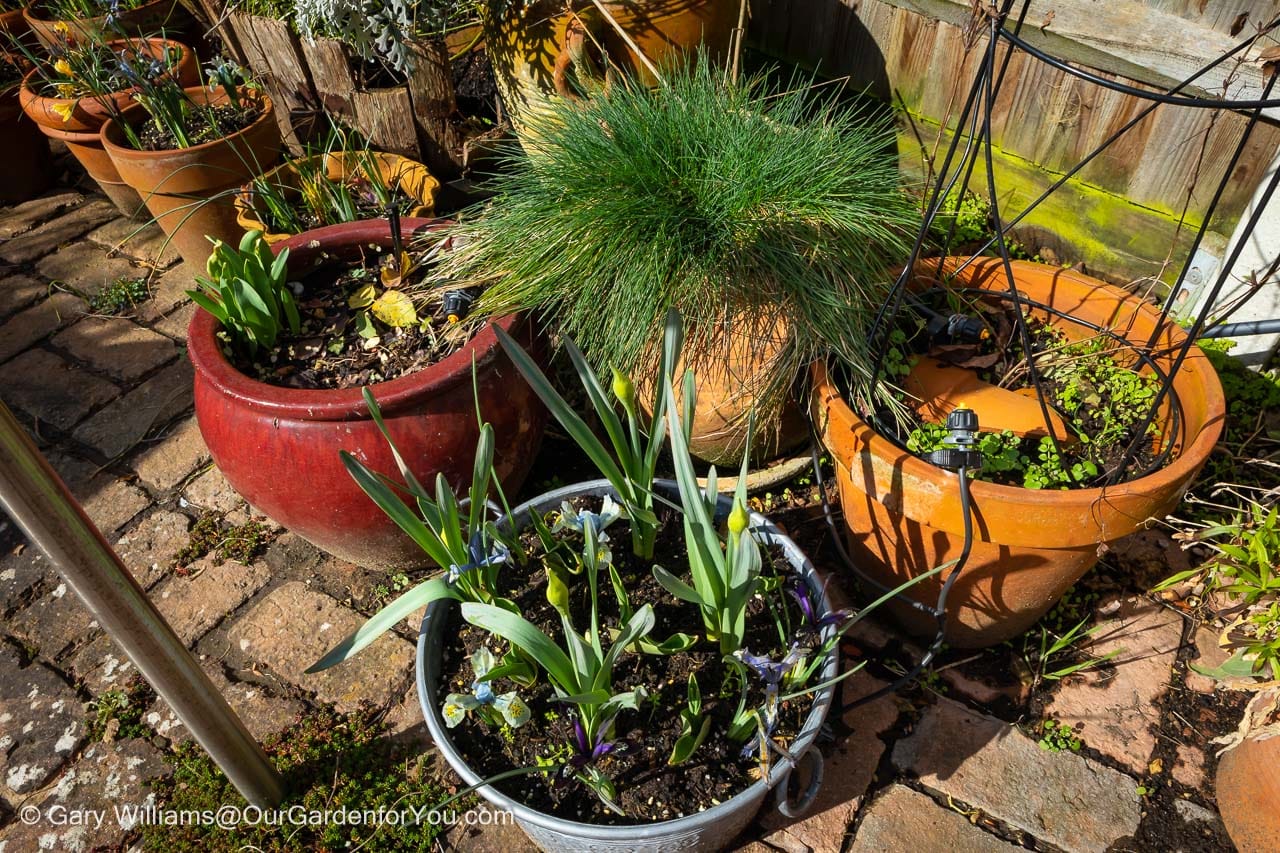 a collection of container on the patio full of colour from our spring bulbs