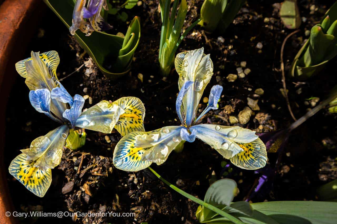 A close-up overhead view of two purple and blue iris with drops of water on them
