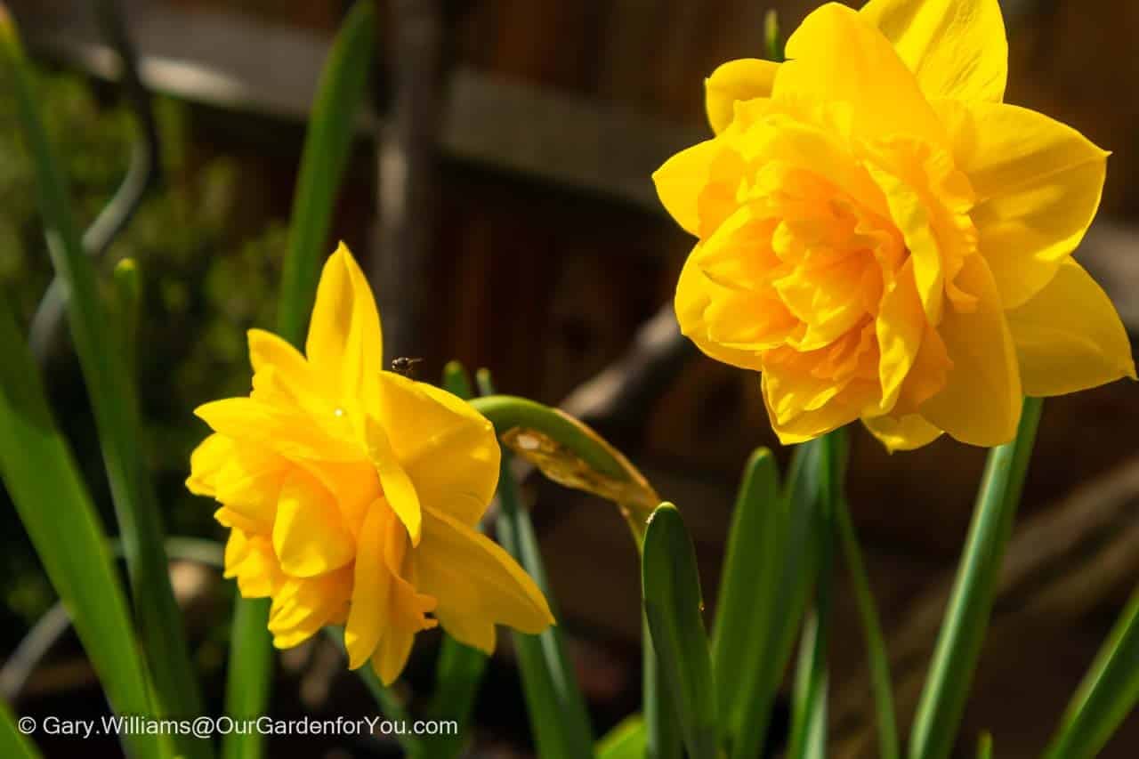 A close-up of two daffodils in our garden in march