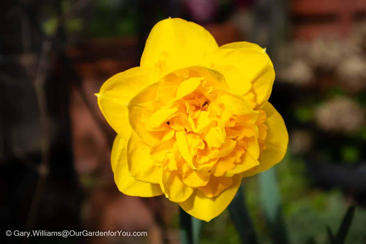 The head of a single beautiful multi-layered yellow daffodil in our garden