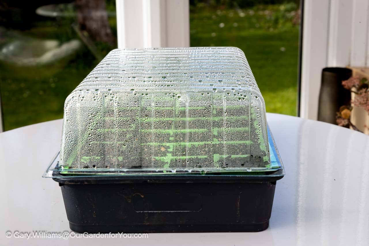 A covered seed tray, complete with a transparent lid misted with condensation.