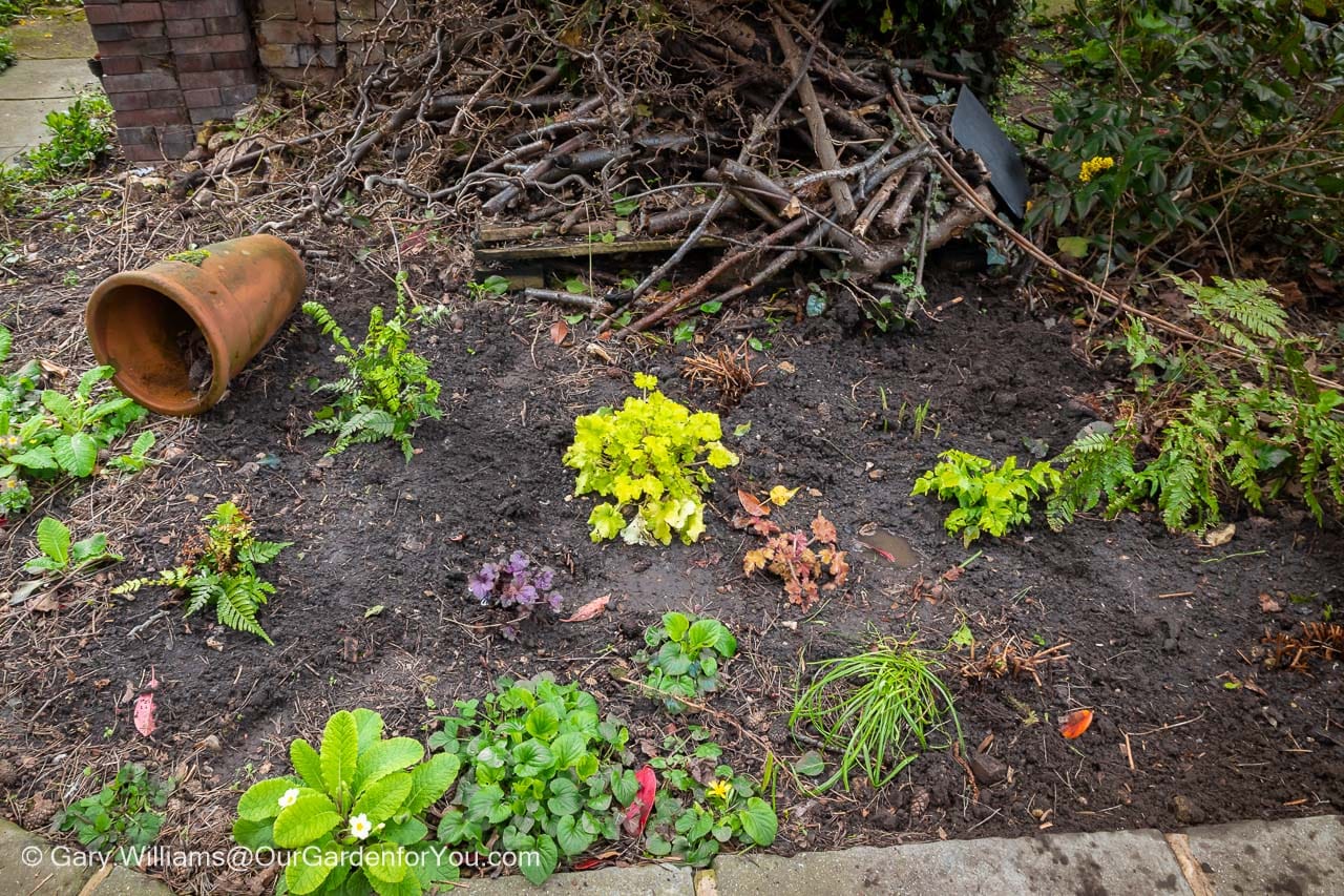 A selection of different shade-loving plants for the 'woodland shady' area of our garden