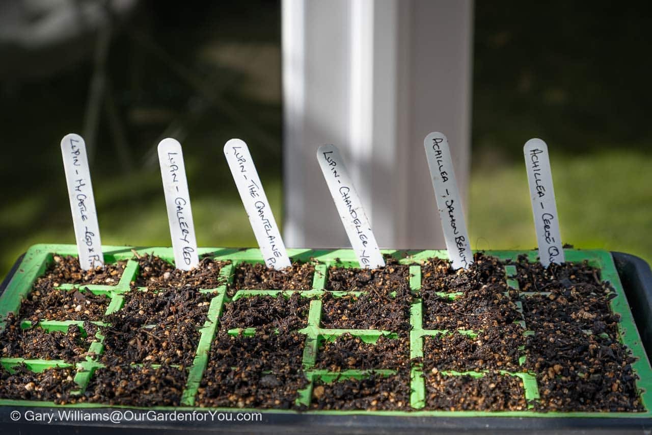 Seeds planted in individual cells in rows in a seed tray ready for germination.