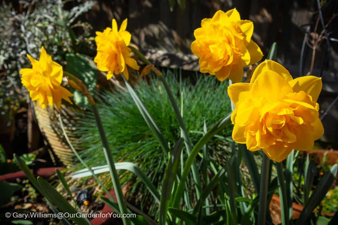 Multi-layered yellow daffodils in bloom on our patio in april
