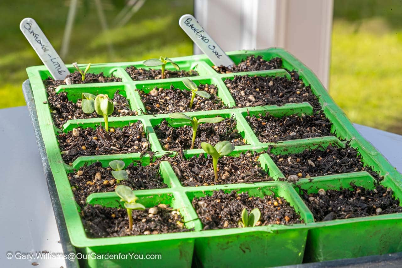 Sprouting sunflowers in a seed tray just a few days after planting
