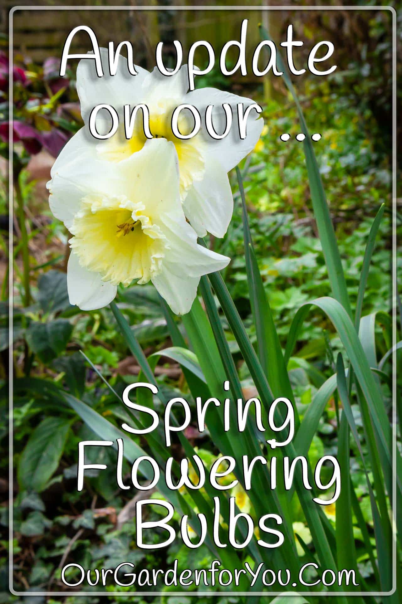 The pin image to our post - 'An update on our spring flowering bulbs'